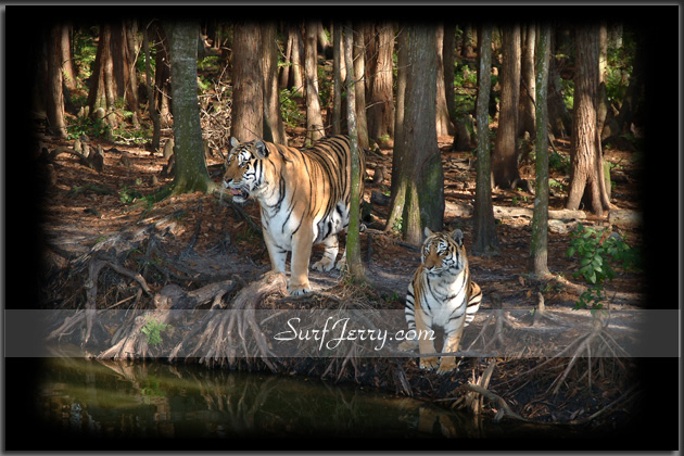 Wildlife03