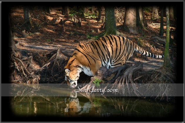 Wildlife04