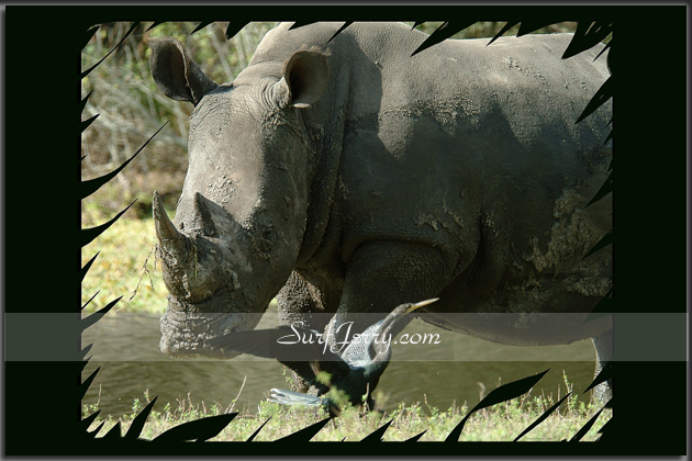 Wildlife05