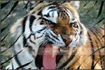 Wildlife01