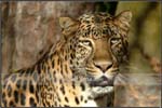 Wildlife02