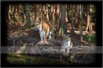Wildlife03