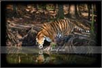 Wildlife04