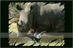 Wildlife05
