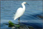 Wildlife06