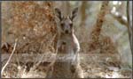 Wildlife07