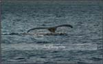 Wildlife08