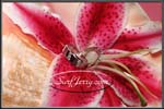 wedding292