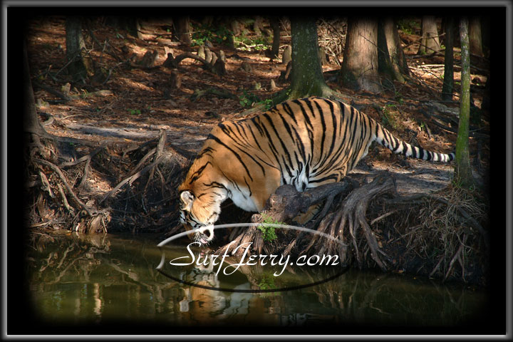 wildlife002