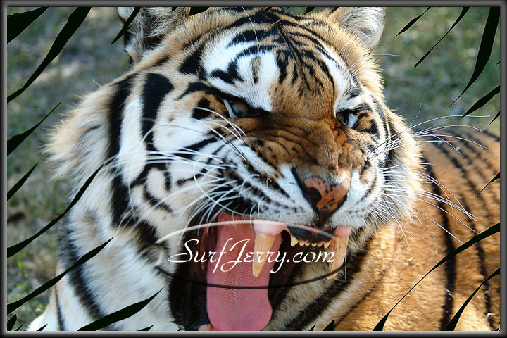 wildlife003