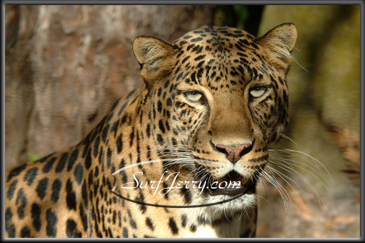 wildlife004