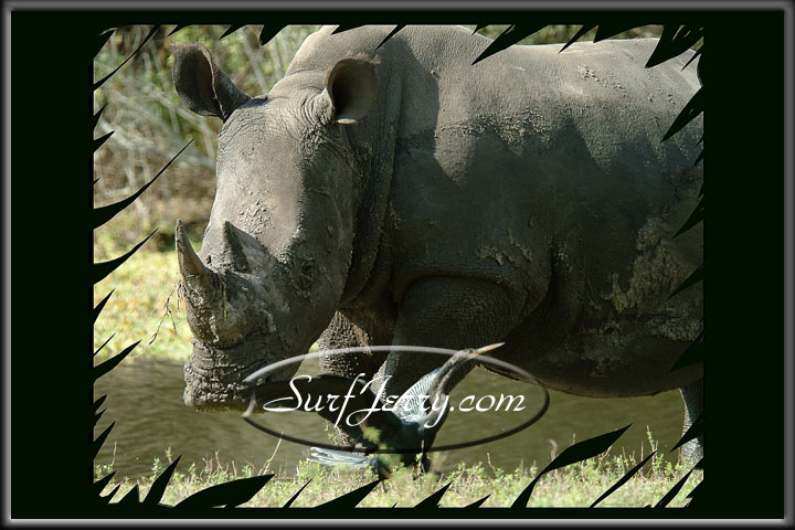 wildlife005