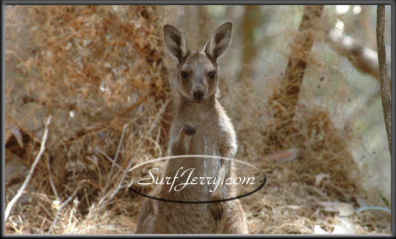 wildlife006