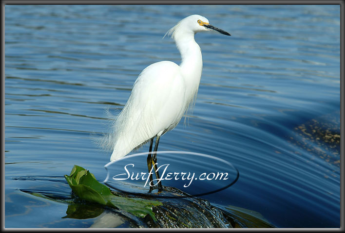 wildlife007