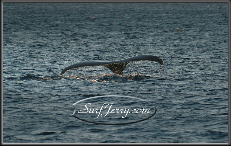 wildlife008
