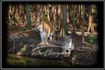 wildlife001