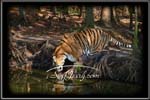 wildlife002
