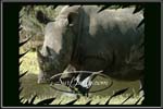 wildlife005