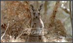 wildlife006
