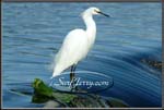 wildlife007