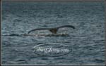 wildlife008